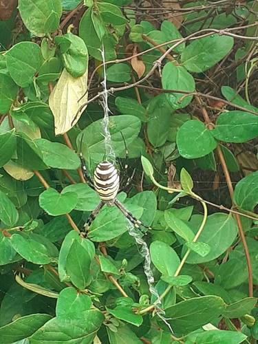 Wasp Spider