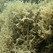 Observation photo