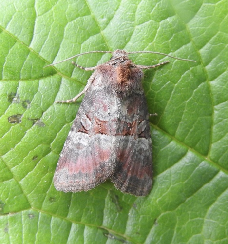 Rosy Minor