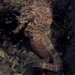 Observation photo