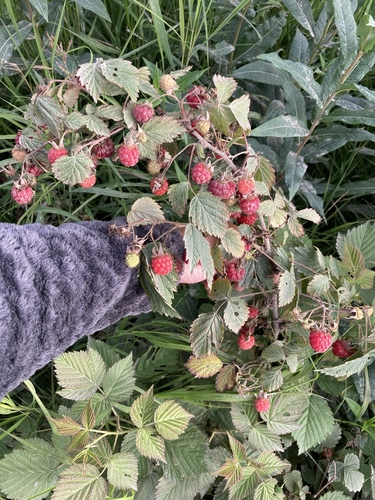 American red raspberry
