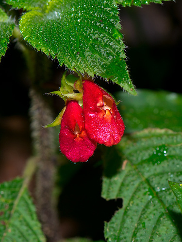 Gasteranthus quitensis Benth.