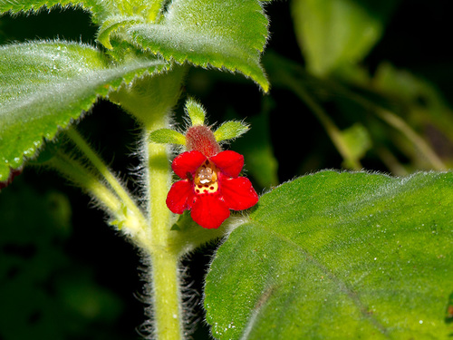 Kohleria anisophylla