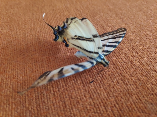 Scarce Swallowtail