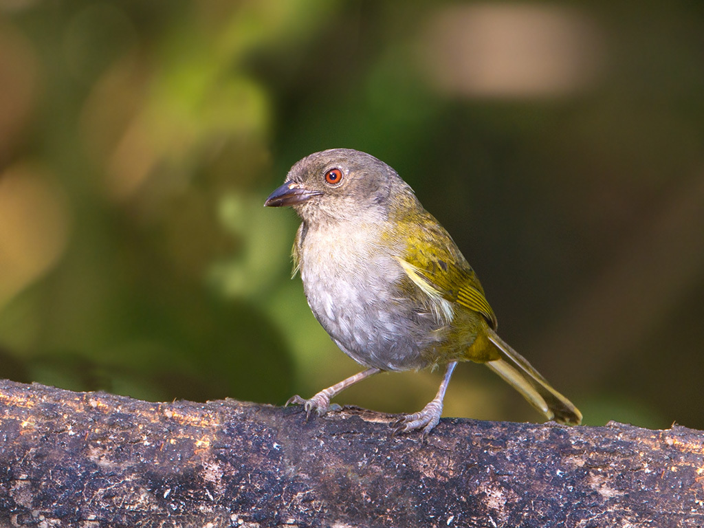 Dusky Chlorospingus (Chlorospingus semifuscus) photo