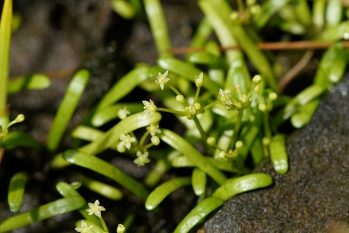 Lilaeopsis chinensis (L.) Kuntze