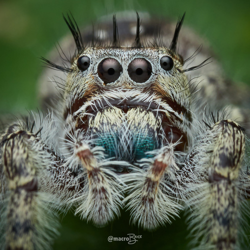 Putnam's Jumping Spider