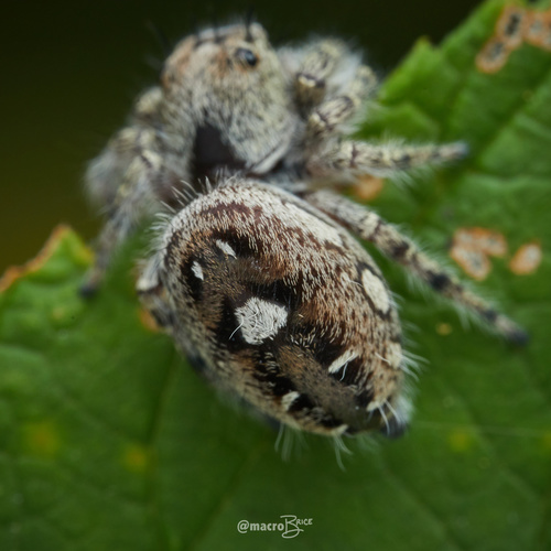 Putnam's Jumping Spider