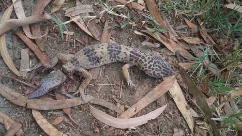 Common Leopard Gecko
