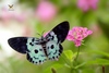 Blue Tiger Moth - Photo (c) Shalini Binu, all rights reserved, uploaded by Shalini Binu