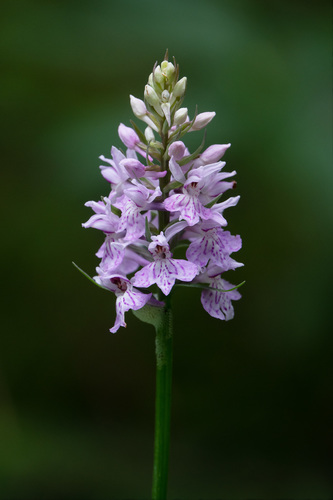 Dactylorhiza fuchsii