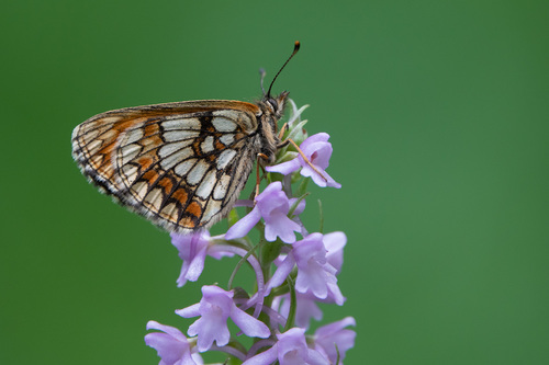 Melitaea athalia