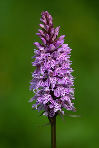 Dactylorhiza fuchsii