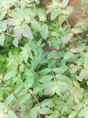 Asthma Plant