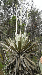 Espeletia grandiflora image