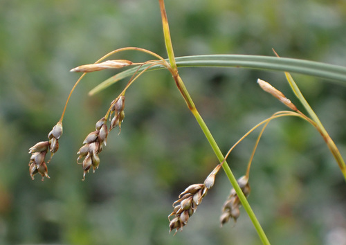 Carex capillaris