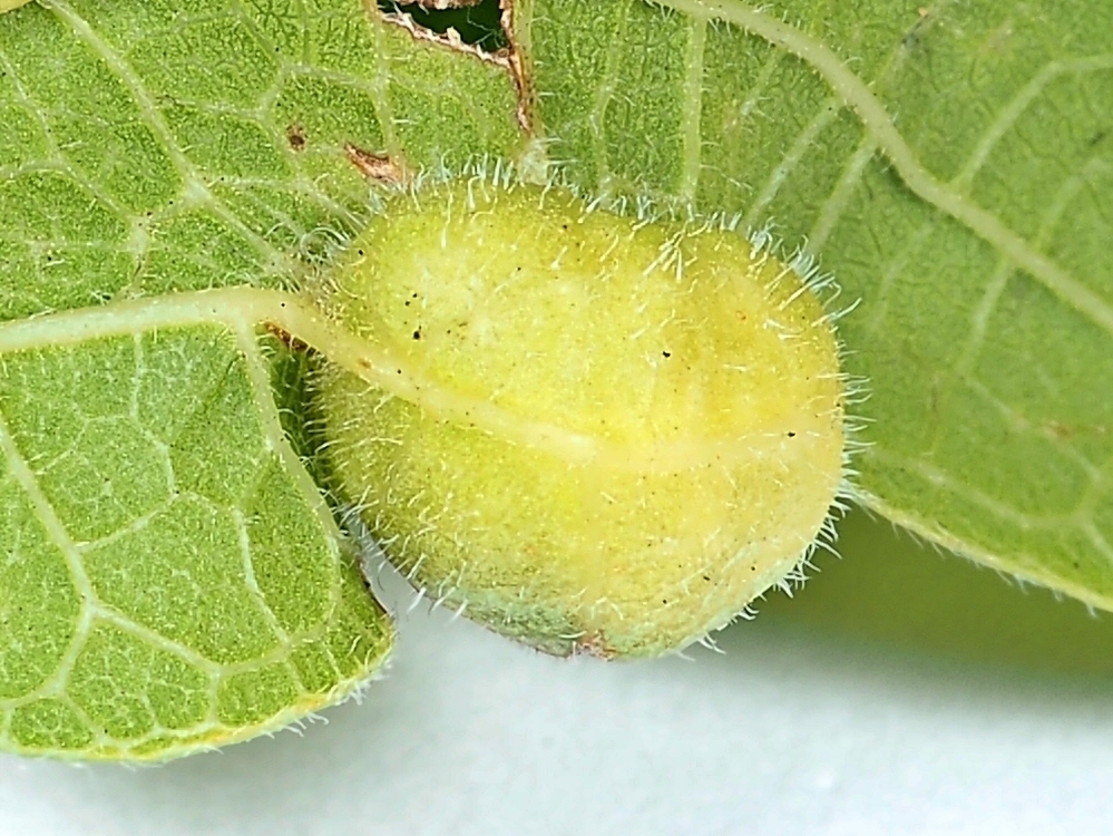 Hackberry Blister Gall Midge (Hackberry Galls) · iNaturalist