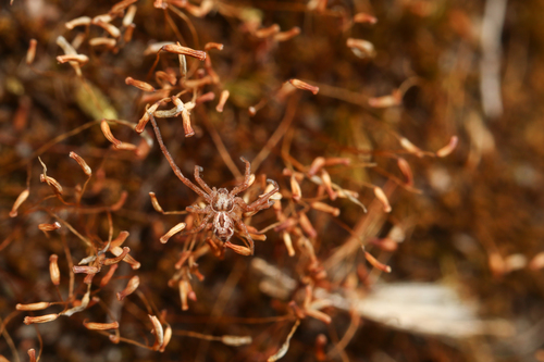 Attractive Running Crab Spider