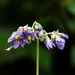 Solanum granulosoleprosum - Photo (c) Jay Keller, all rights reserved, uploaded by Jay Keller