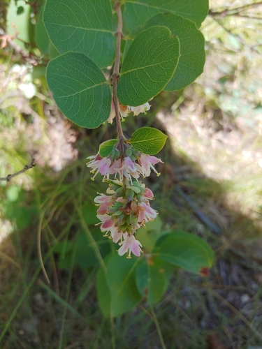 Western Snowberry