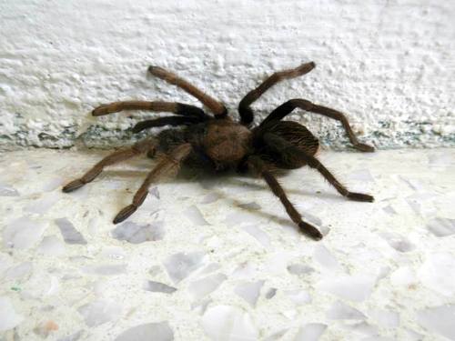 Agua Honda Tarantula