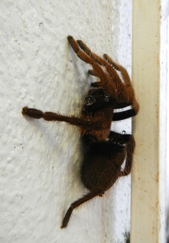 Agua Honda Tarantula