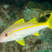 Yellowfin Goatfish - Photo (c) Ian Shaw, all rights reserved, uploaded by Ian Shaw
