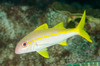 Yellowfin Goatfish - Photo (c) Ian Shaw, all rights reserved, uploaded by Ian Shaw