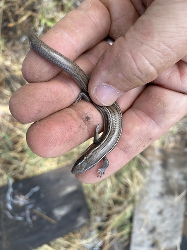 Many-lined Skink