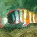 Harlequin Tuskfish - Photo (c) Ian Shaw, all rights reserved, uploaded by Ian Shaw