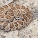 Great Basin Rattlesnake - Photo (c) Troy Hibbitts, all rights reserved