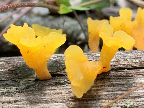 Fan-shaped Jelly Fungus