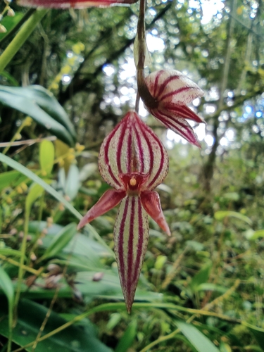 Lindenii Orchid