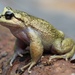 Olive Spiny-chest Frog - Photo (c) zorro5colas, all rights reserved