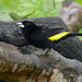 Lemon-rumped Tanager - Photo (c) Paul, all rights reserved, uploaded by creaturesnapper