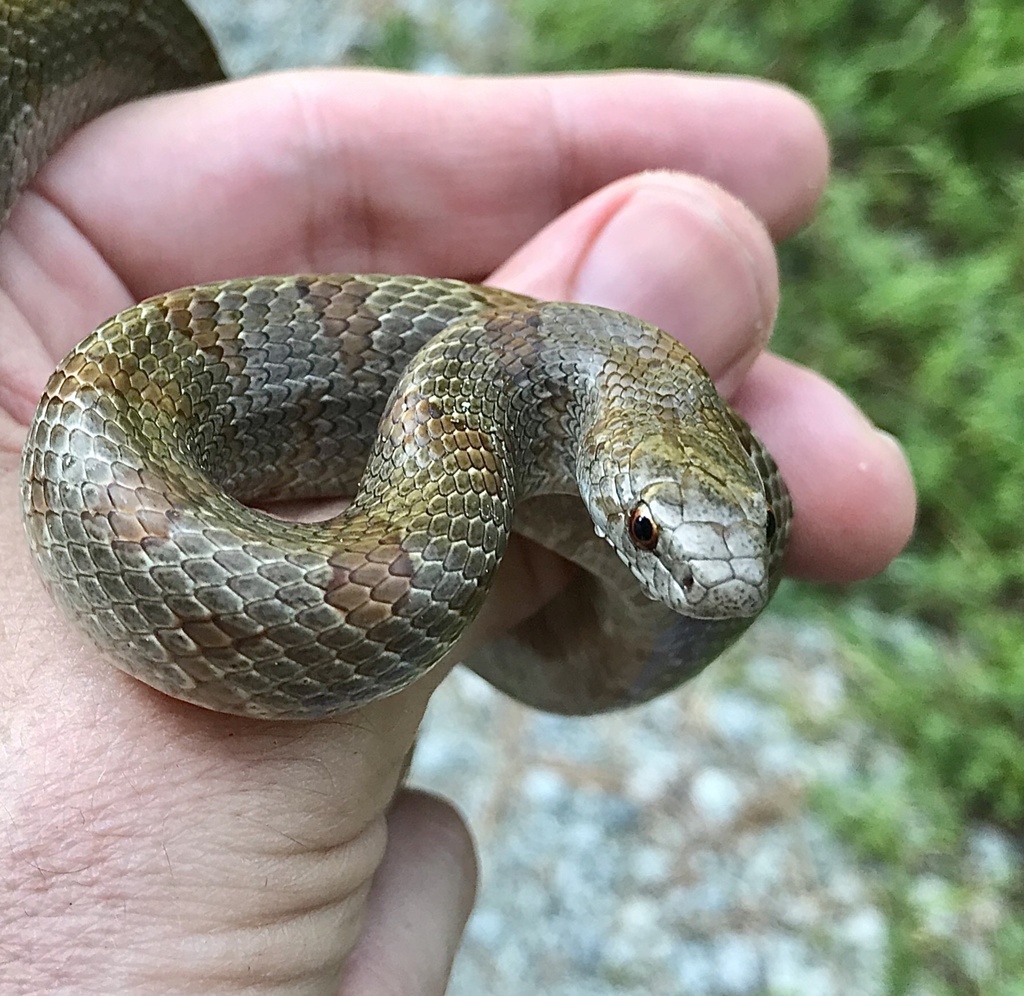 Mole Kingsnake from NC-751, Durham, NC, US on July 25, 2020 at 10:46 AM ...