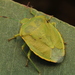 Green Stink Bugs - Photo (c) Pablo Nuñez Fuentes, all rights reserved, uploaded by Pablo Nuñez Fuentes