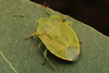 Green Stink Bugs - Photo (c) Pablo Nuñez Fuentes, all rights reserved, uploaded by Pablo Nuñez Fuentes