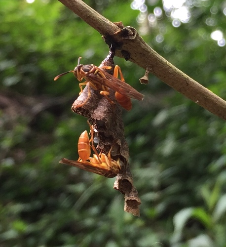 Mischocyttarus angulatus image