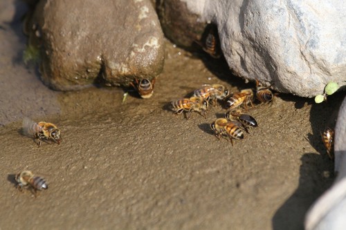 photo of Western Honey Bee (Apis mellifera)