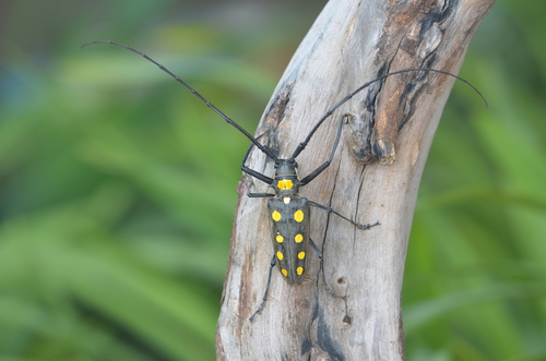 Batocera roylii