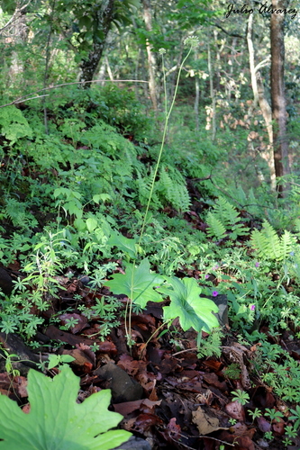 Psacalium poculiferum · iNaturalist