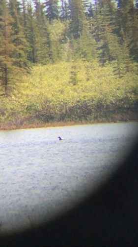 Pacific Loon