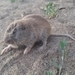 Northern Pocket Gopher - Photo (c) Chad Marks-Fife, all rights reserved, uploaded by Chad Marks-Fife