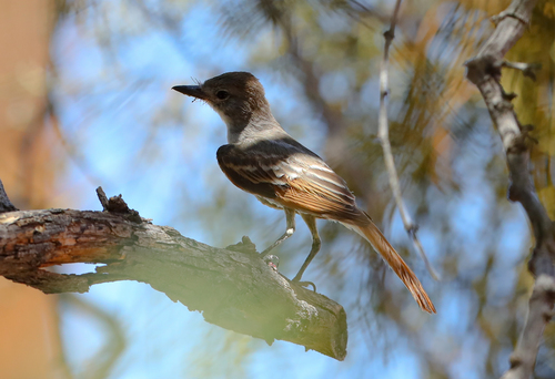 Brown-crested Flycatcher (Arizona) (Subspecies Myiarchus tyrannulus ...