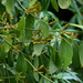 Phoradendron bathyoryctum - Photo 由 Jay Keller 所上傳的 (c) Jay Keller，保留所有權利