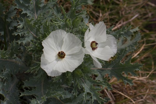 Chicalote Poppy
