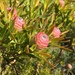 Leucadendron xanthoconus - Photo (c) cathshutte, kaikki oikeudet pidätetään