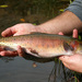 Lahontan Cutthroat Trout - Photo (c) hneville, all rights reserved, uploaded by hneville