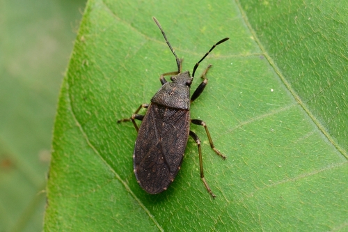 Pyrrhocoris sinuaticollis · iNaturalist